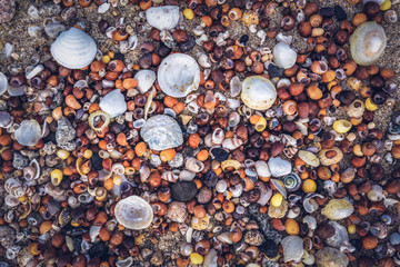 Seashells on the beach