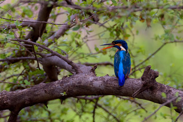 Kingfisher bird sitting on branch with green leaves background