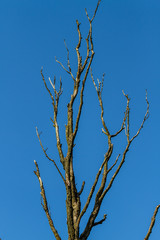 dead tree over blue sky