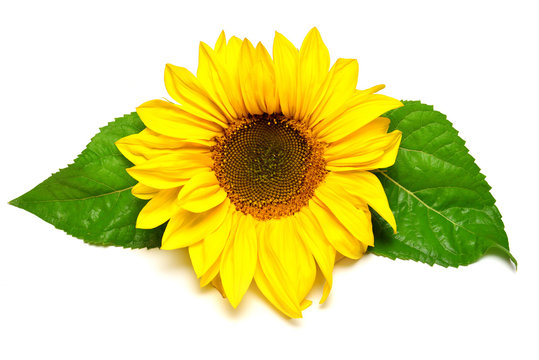 Flower of sunflower with leaf isolated on white background