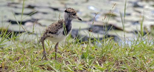 Cub of Southern lapwing