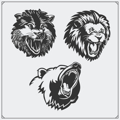 Illustrations of wild animals. Bear, lion and wolf.