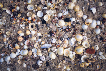 Seashells on the beach including cockles and periwinkles