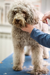 hairstyle Barbe dog