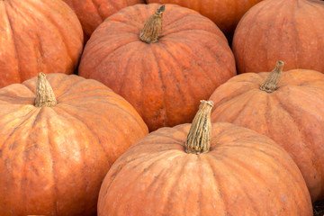 Calabaza Squash - West Indian Pumpkin. Calabaza is a large winter squash that resembles a pumpkin and is typically grown in the West Indies and tropical America.