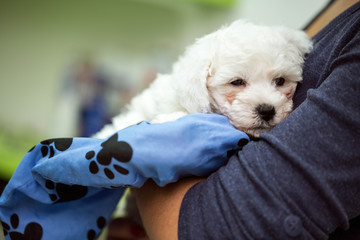 portrait puppy Maltese © luckybusiness