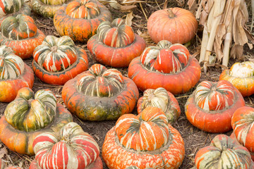 Turban Squash in a Pumpkin Patch in Northern California. Turban squash, also known as 