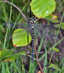 Colourful dragonfly from above