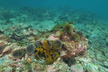 Barren rocky sea bottom with clusters of sea urchins Evechinus chloroticus.