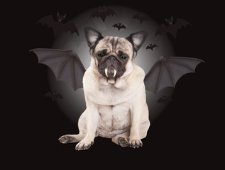 creepy cute pug puppy dog dressed up as bat for halloween