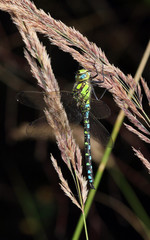 Colourful dragonfly