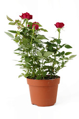 Piantina di rosa rossa