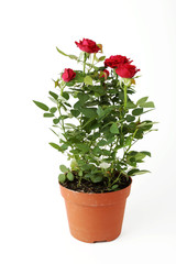 Piantina di rosa rossa