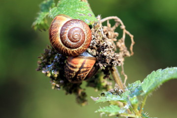 Schnecken auf der Brennessel
