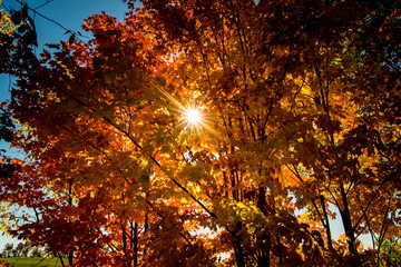 Naklejka na ściany i meble Fall Sun through the trees