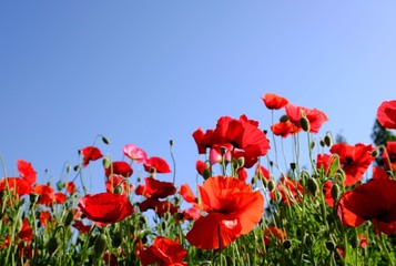 Obraz premium 青空と満開のポピー