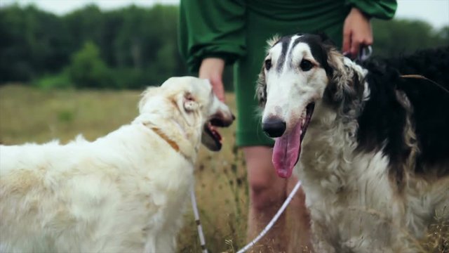 girl in green dress with two Russian greyhounds