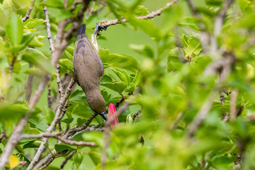Olive-backed Sunbird  perching on branch tree