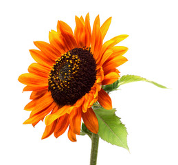 Red flower sunflower isolated on a white background