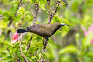 Olive-backed Sunbird  perching on branch tree