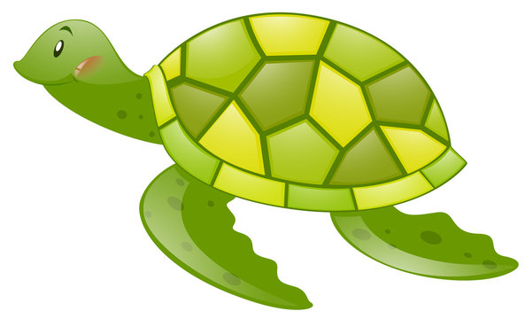 Green turtle on white background