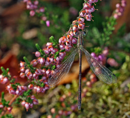 Damselfly from above