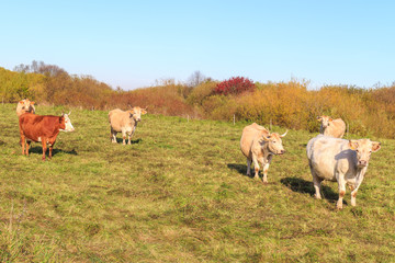 Cows graze in the meadow