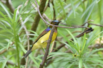 Brown-throated Sunbird perching on branch tree