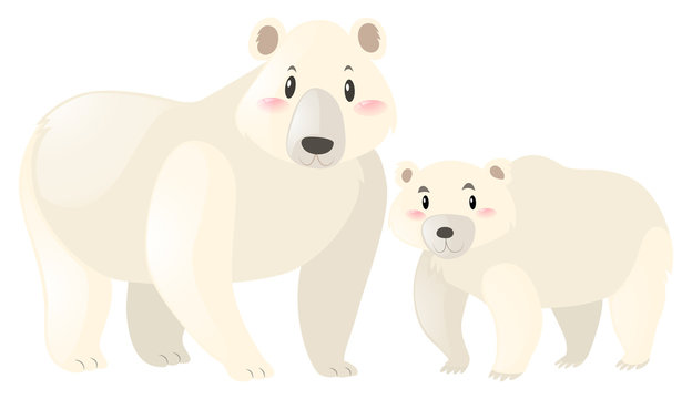 Two polar bears on white background