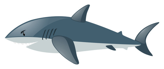 Naklejka premium Shark on white background