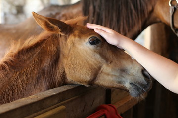 Brown baby horse in a pen on a farm 