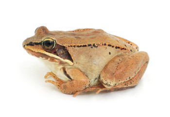 wood frog studio shot on white background isolated amphibian closeup