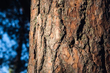 Closeup of a woody pine cortex bark