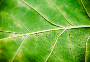 Green leaf of oak texture. Closeup.