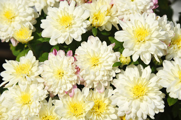 Chrysanthemum flower, DOF