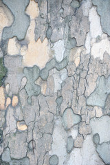 Sycamore wooden textured background