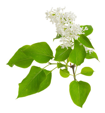 Lilac, Syringa Vulgaris Twig Isolated On White Background