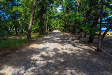 日本三景 天橋立 林道