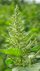 Amaranthus flowers in the field