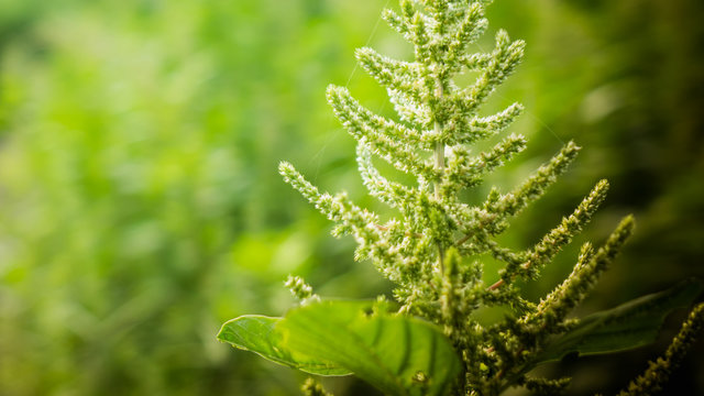 Amaranthus flowers in the field