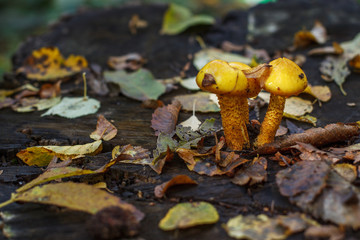 Three yellow mushrooms