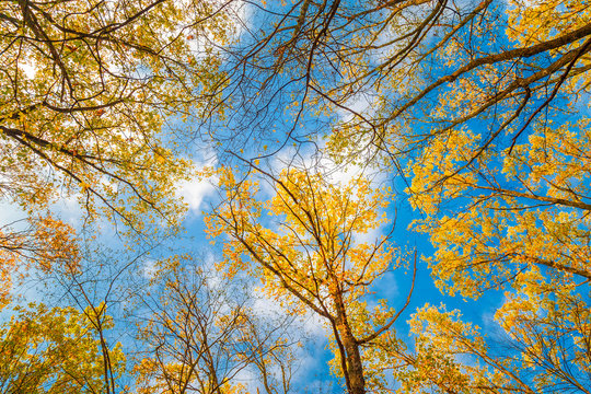 Yellow trees at blue sky background. Bottom view.