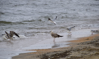 Common gulls on the beach. Seagulls looking for food