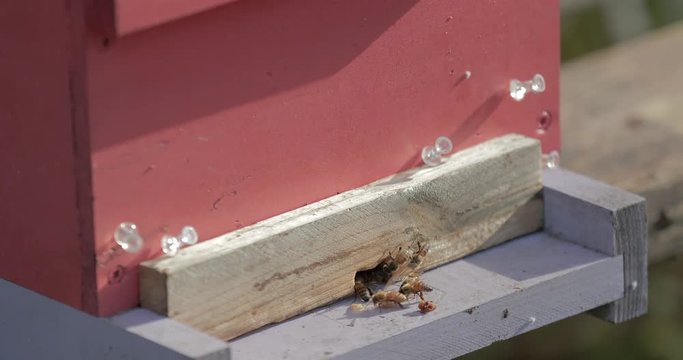 Honeybees clean debris from a hive entrance.