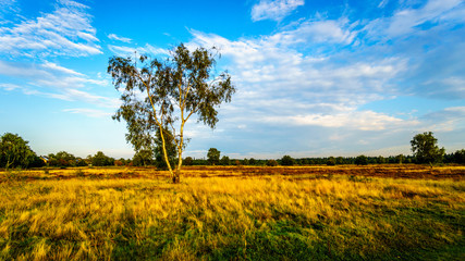 Obraz premium The Ermelose Heide with Calluna Heathers in full bloom on the Veluwe in the Netherlands