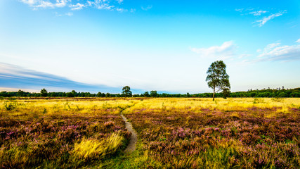 Fototapeta premium Path through the Ermelose Heide with Calluna Heathers in full bloom on the Veluwe in the Netherlands