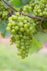 Vinyard grapes on a vine