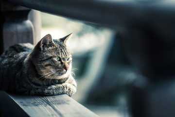 猫