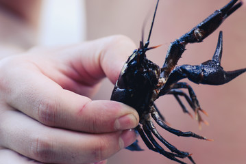 man holding wild Signal crayfish in hand