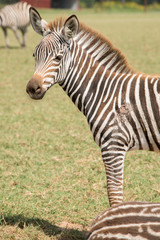 Obraz na płótnie Canvas Baby Zebra